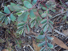 Euphorbia lasiocarpa