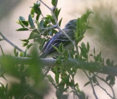 Serpophaga subcristata