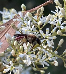 Parasphecodes