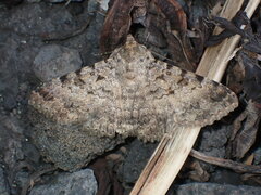 Polydesma boarmoides