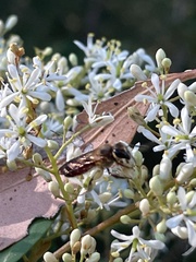 Parasphecodes