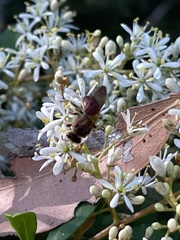 Parasphecodes