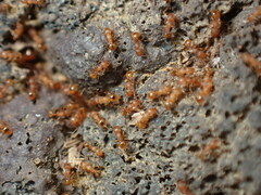 Wasmannia auropunctata