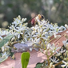 Parasphecodes
