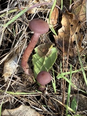 Laccaria amethysteo-occidentalis