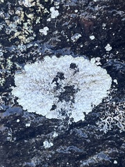 Dimelaena