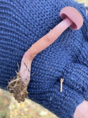 Laccaria amethysteo-occidentalis