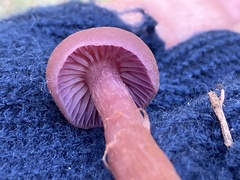 Laccaria amethysteo-occidentalis