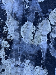 Dimelaena