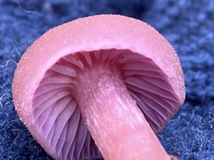 Laccaria amethysteo-occidentalis