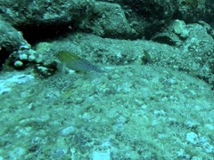 Cirrhitichthys oxycephalus