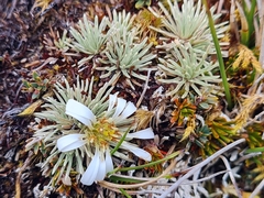 Celmisia sessiliflora
