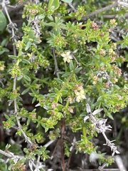 Galium nuttallii