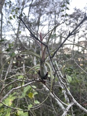 Tillandsia balbisiana