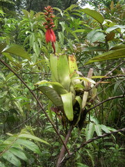 Aechmea mertensii
