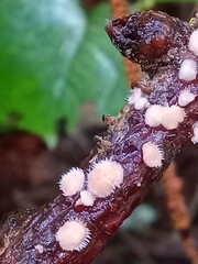 Aleurodiscus grantii