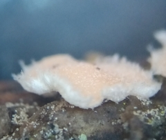 Aleurodiscus grantii