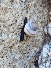 Sonorelix borregoensis