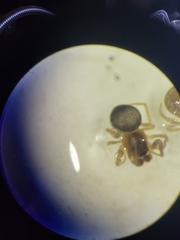 Paidiscura pallens