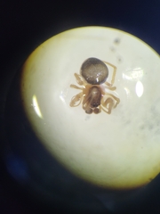 Paidiscura pallens