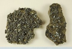 Cladonia transcendens
