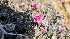 Krameria cistoidea