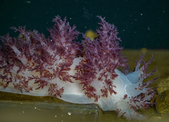 Dendronotus rufus