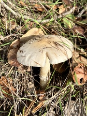 Amanita ocreata
