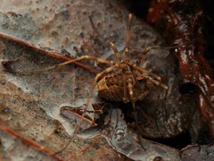 Rilaena triangularis