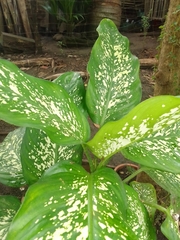 Dieffenbachia seguine