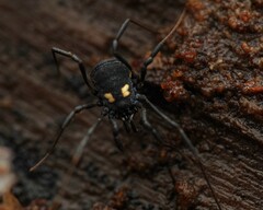 Nemastoma bimaculatum