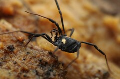 Nemastoma bimaculatum