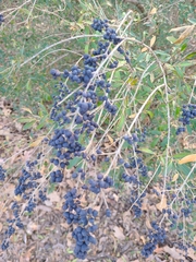 Ligustrum quihoui