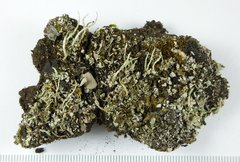 Cladonia verruculosa