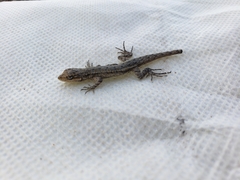 Urosaurus graciosus