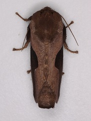 Prolimacodes triangulifera