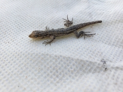 Urosaurus graciosus