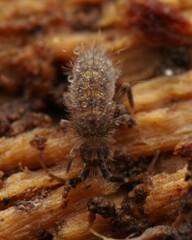 Orchesella villosa