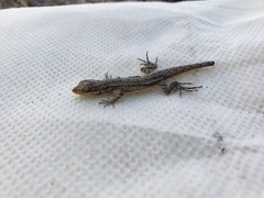 Urosaurus graciosus
