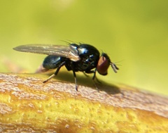 Lonchaea
