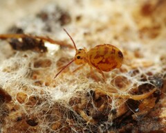 Dicyrtomina
