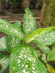 Dieffenbachia seguine