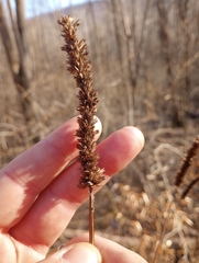 Agastache nepetoides