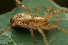 Anyphaena accentuata