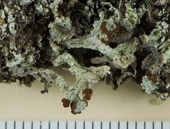 Cladonia cariosa