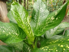 Dieffenbachia seguine