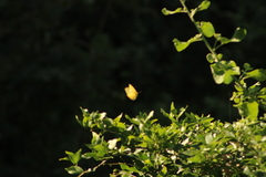 Phoebis philea