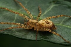 Anyphaena accentuata