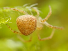 Araneus