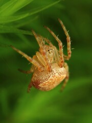 Araneus